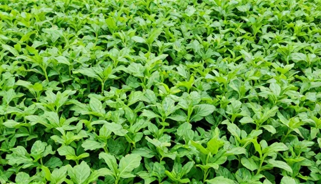 网络工程实施中的服务器部署与安全防护环节解析